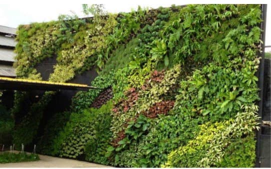 Tường cây xanh được xem là giải pháp tuyệt vời để tạo nên mảng xanh trên tường
